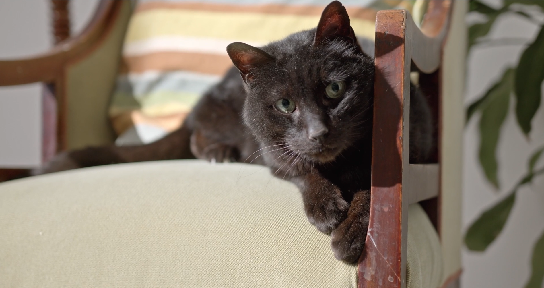 The BIG MEOW - engl.